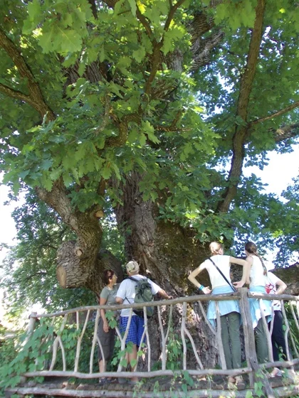 чемпіон 1.webp