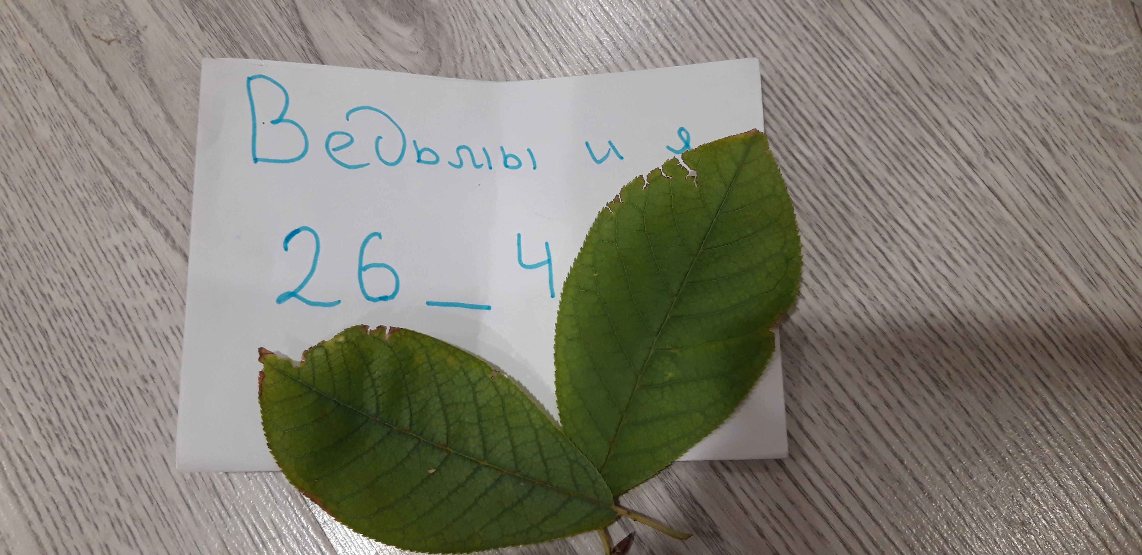 черемуха стопроцентная.webp