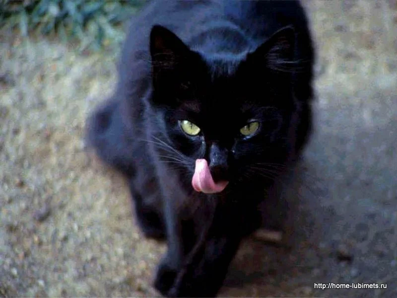 Chernaya-koshka-009.webp