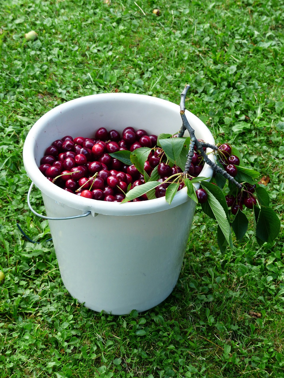 cherry-167358_1280.jpg