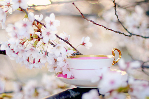 cherry-blossoms-pink-sakura-teacup-Favim.com-225802.jpg