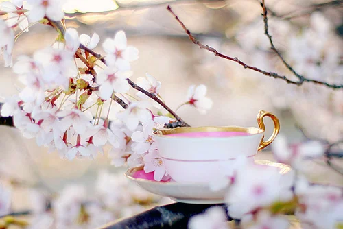 cherry-blossoms-pink-sakura-teacup-Favim.com-225802.webp