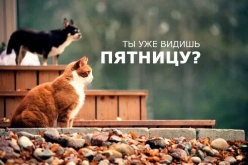четверг котики.webp