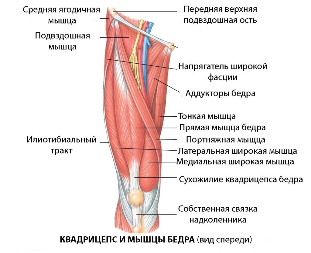 Четырехглавая-мышца-бедра-или-квадрицепс-1024x831.jpg