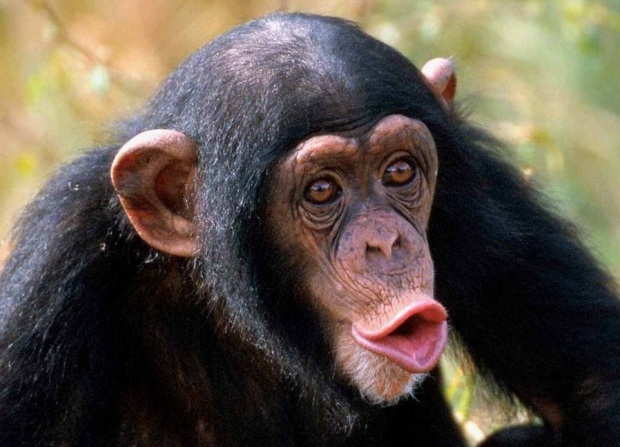 chimp.jpg