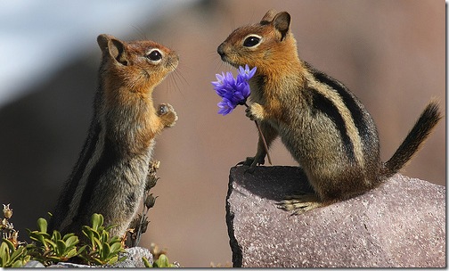 chipmunksllove_3.jpg