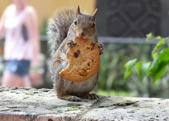 chocolate-chip-squirrel-shendl-rewitzky.webp