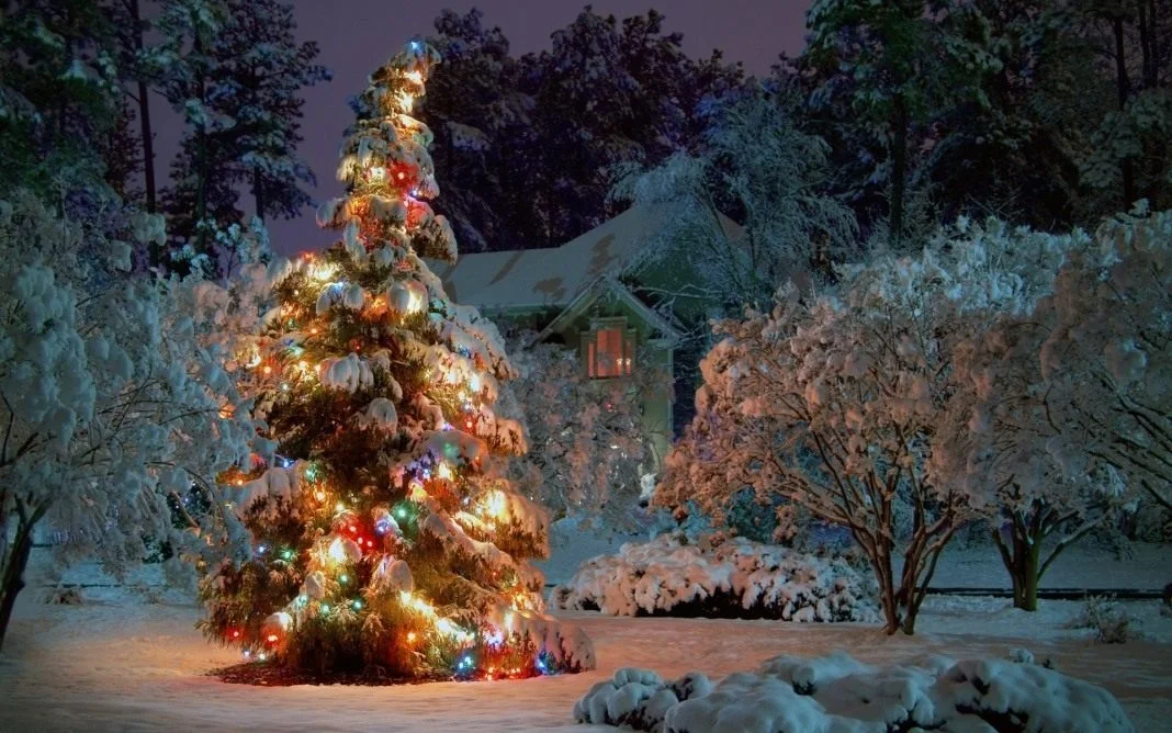 Christmas-Garden-1.webp