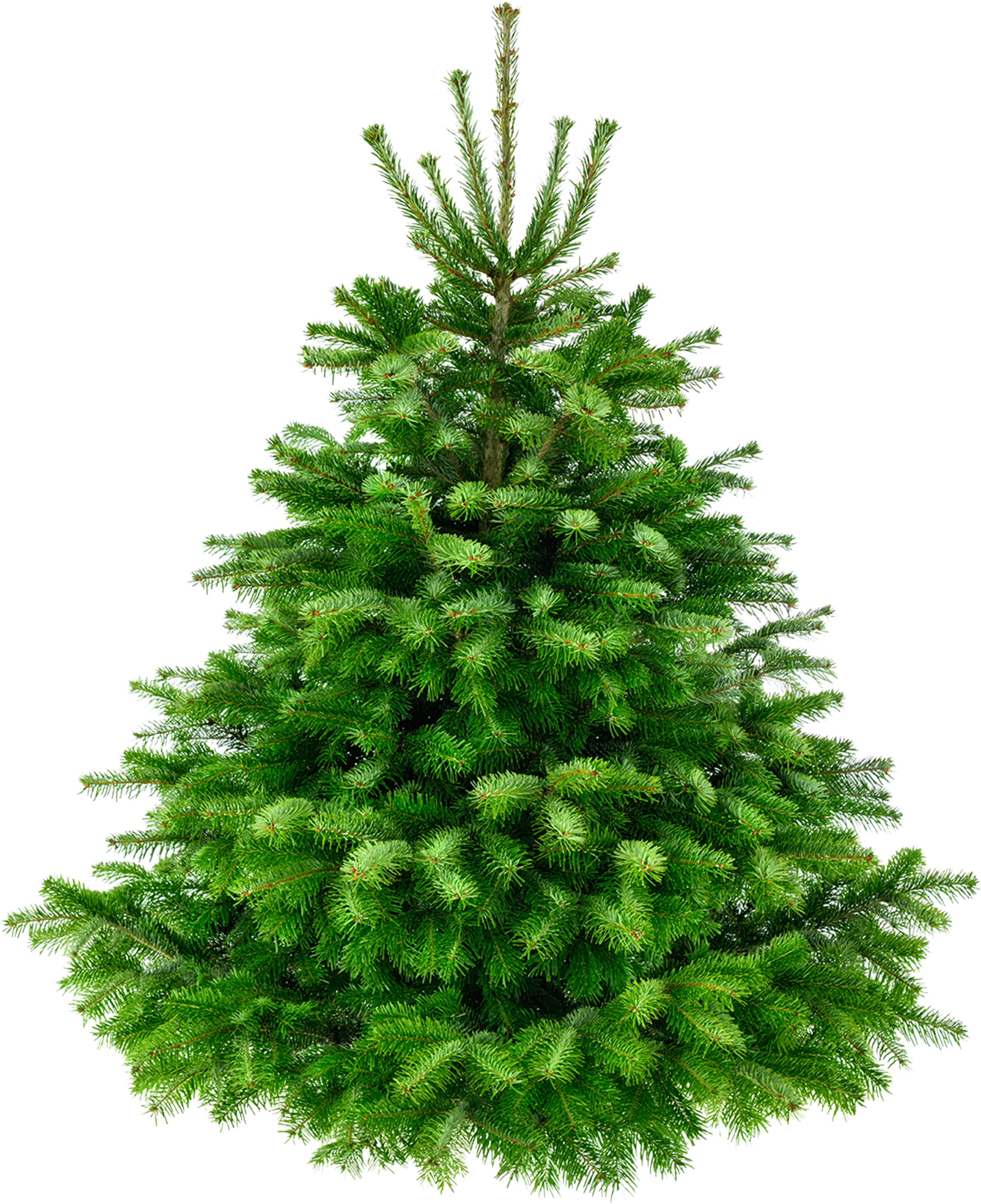 christmas-tree-4.png