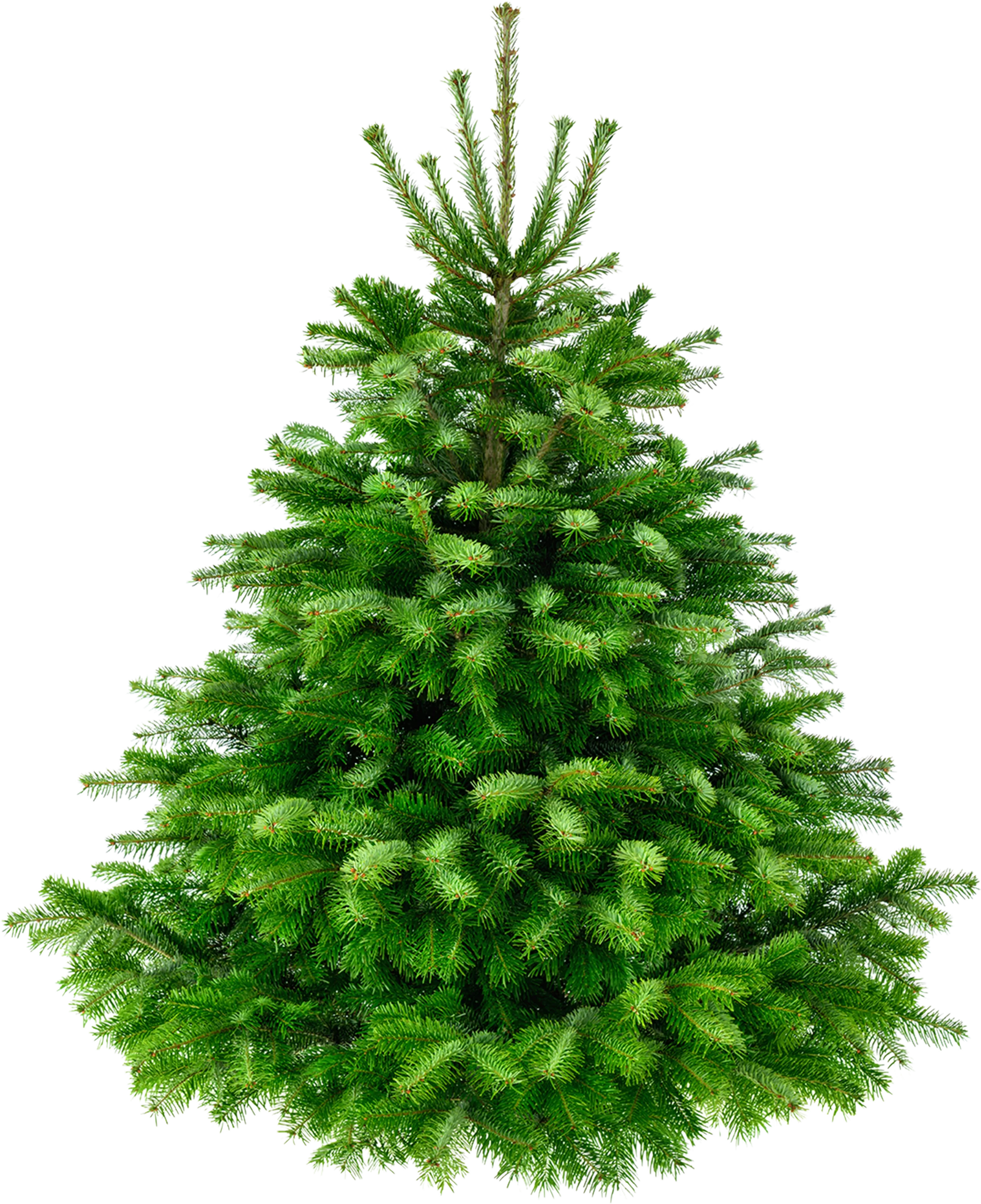 christmas-tree-4.webp