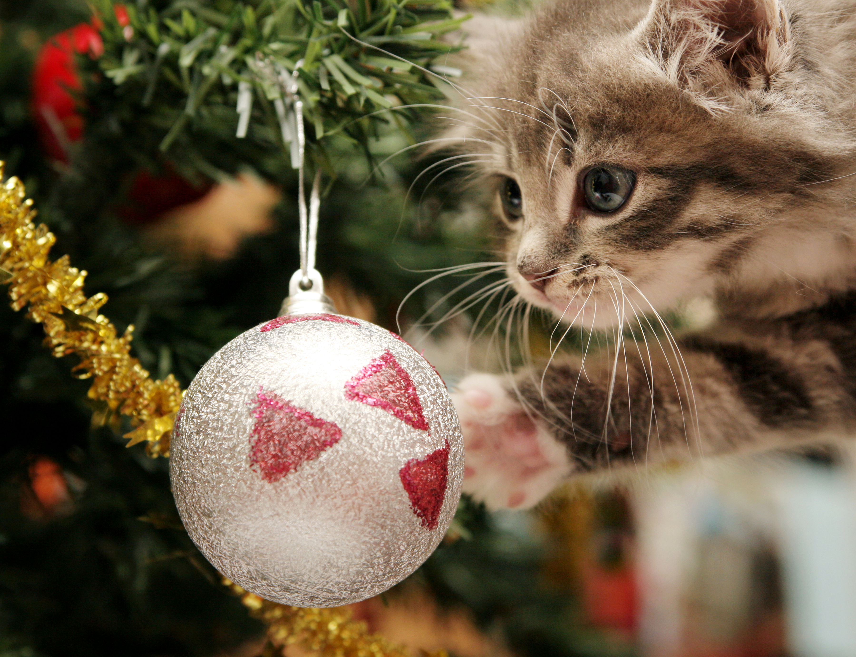 Christmas_Holidays_Cats_509510.jpg