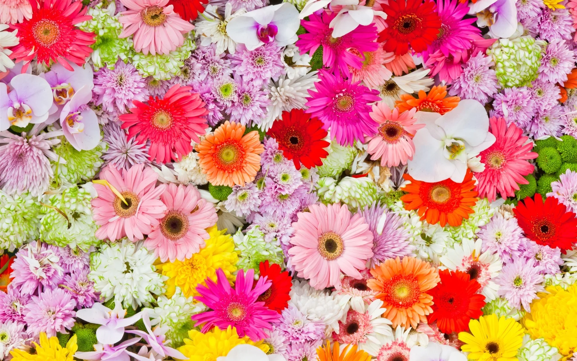 Chrysanthemums-orchids-gerbera-colorful-flowers_2560x1600_wallpaper-1.webp