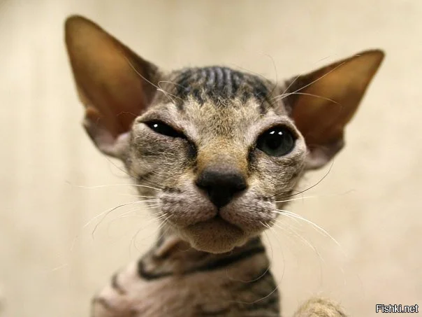 Что вы тут делаете.webp