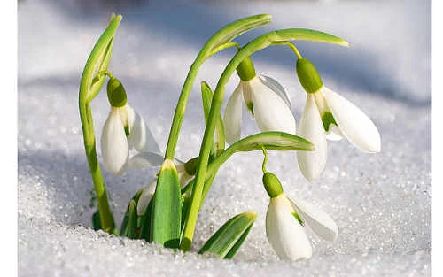chto_nuzhno_sdelat_vesnoj_uvidet_podsnezhniki-500x313.webp