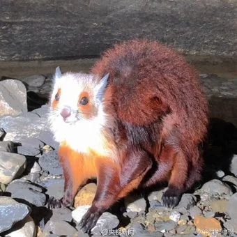 ChUPAihWYAEc50W.jpg small.webp