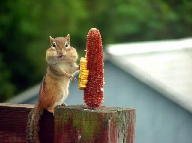 чуть чуть перекусил.webp