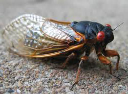 cicada.jpg