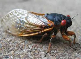cicada.webp