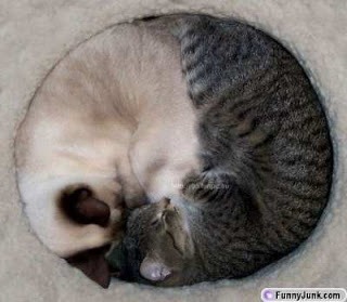 circle-cats[1].jpg