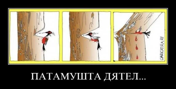 clever-woodpecker.webp