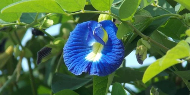 clitoria-ternatea-1738521_1920_1610511921-e1610511969124-630x315.webp
