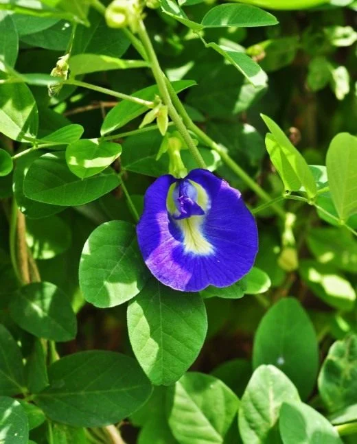 Clitoria-ternatea1-520x647.webp
