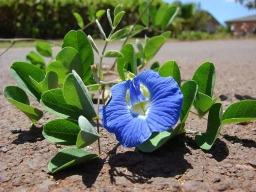 Clitoria-ternatea2-520x390.webp
