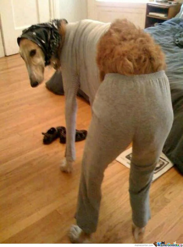 close-enough-walking-dog_o_1023719.webp