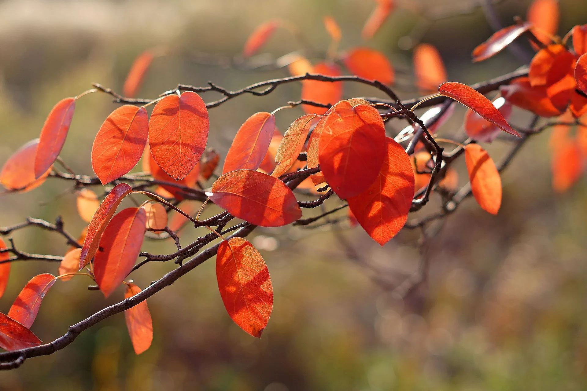 close-up-autumn-branch-foliage-orange-light (1).webp