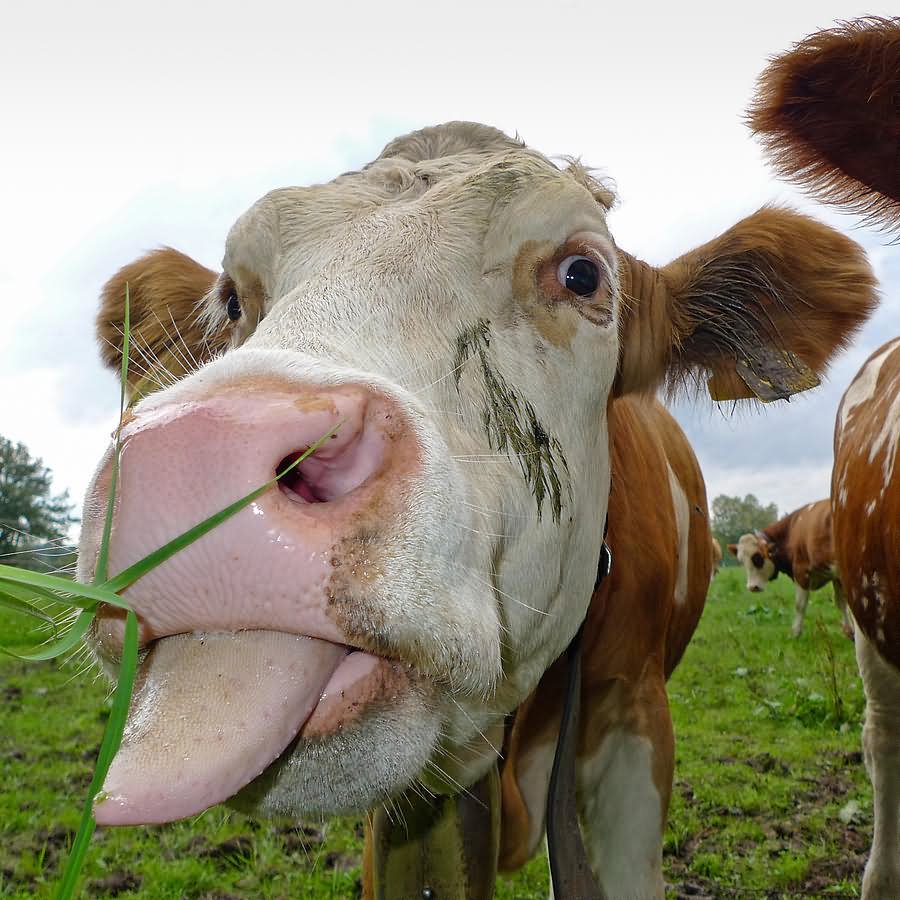 Closeup-Face-Cow-Funny-Tongue-Picture.jpg