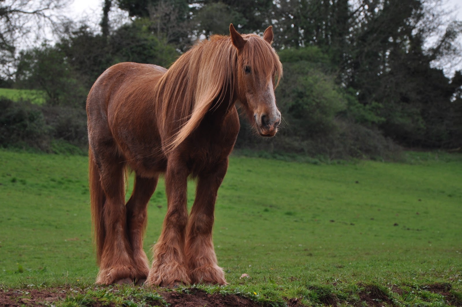 Cockington+-+April+2011+136.jpg