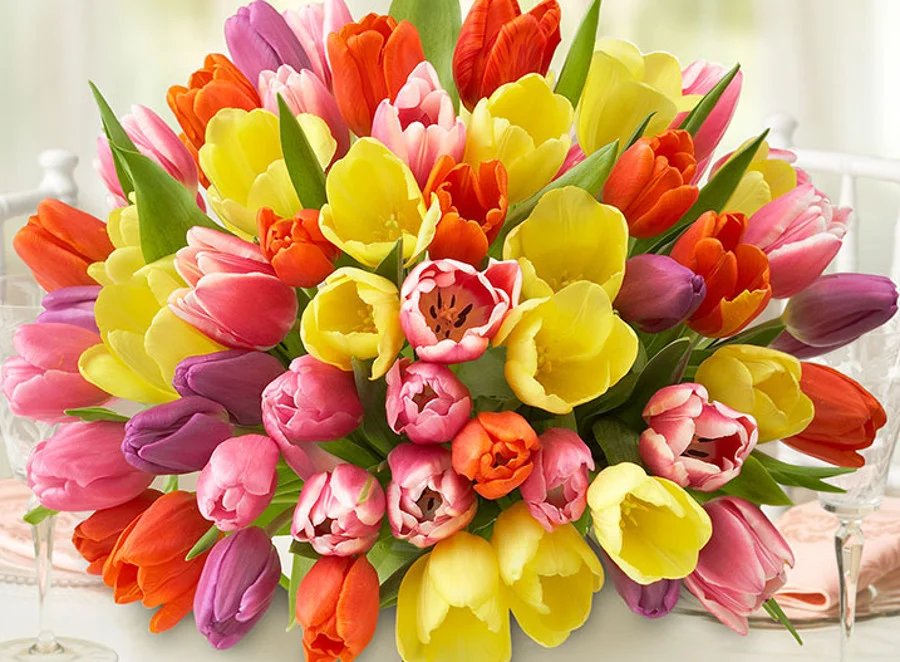 colored-tulips.webp