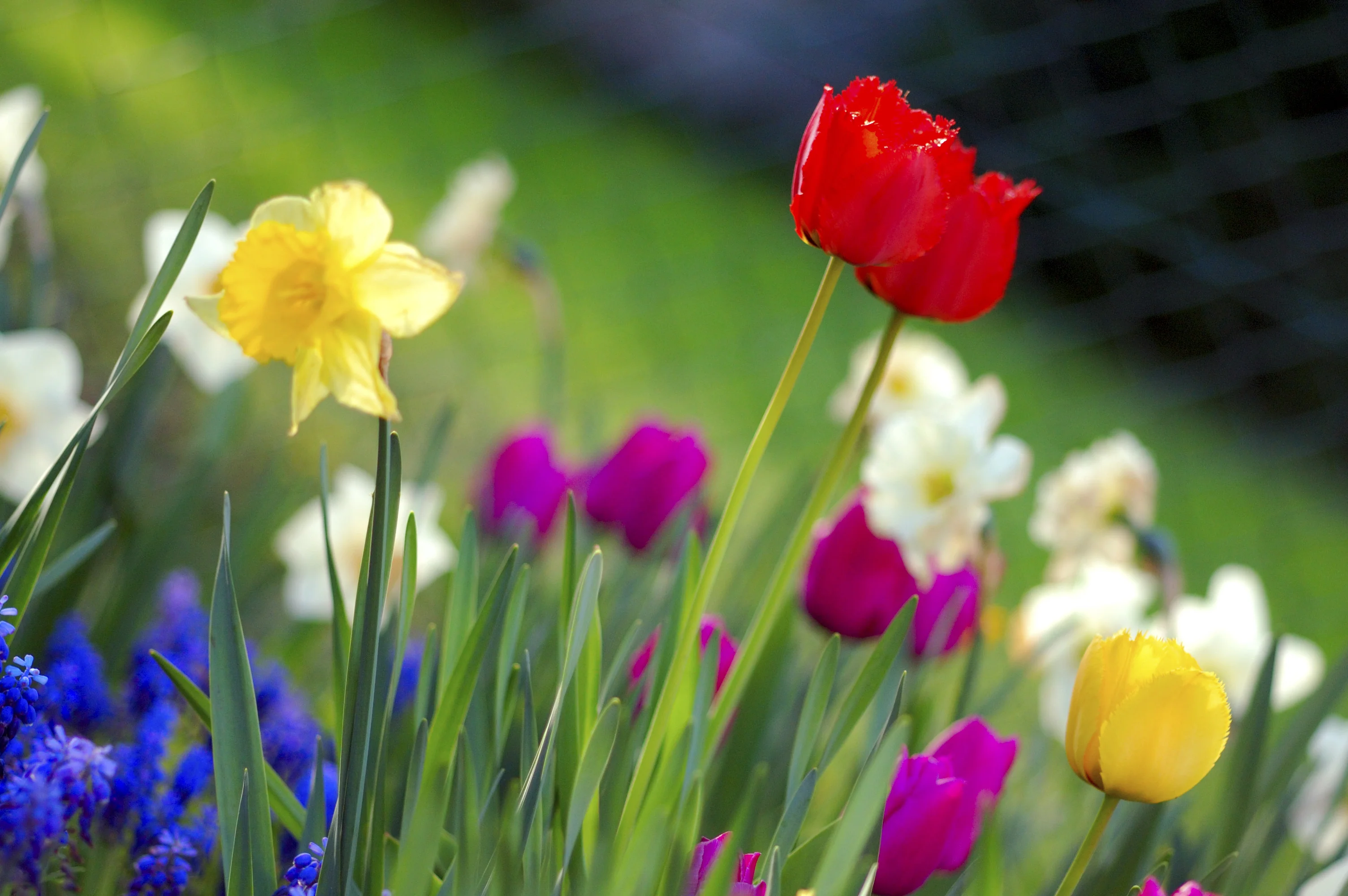 Colorful_spring_garden.webp
