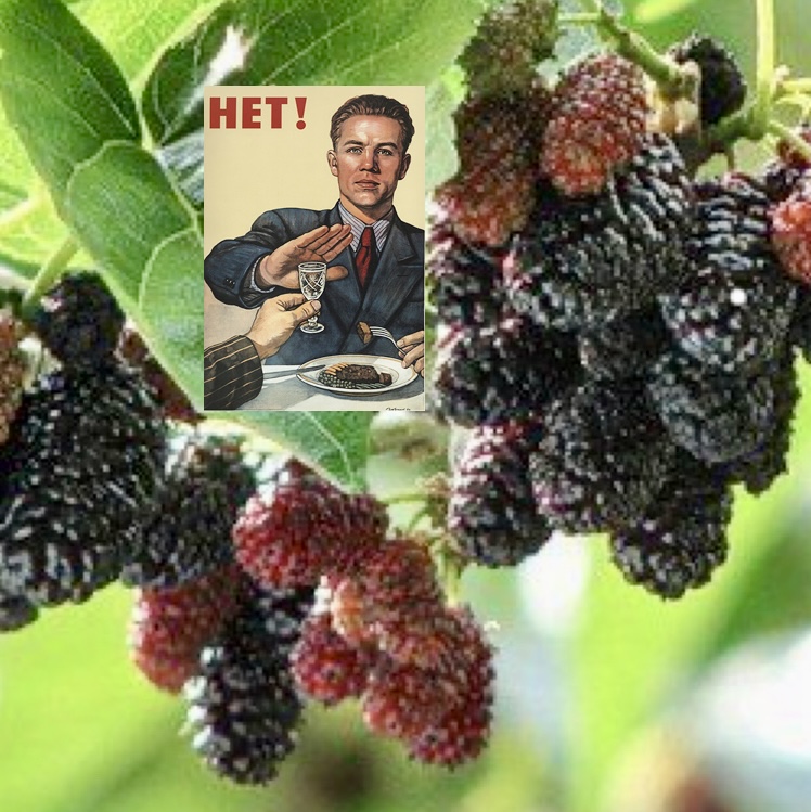 combined_image_hero_mulberry.jpeg