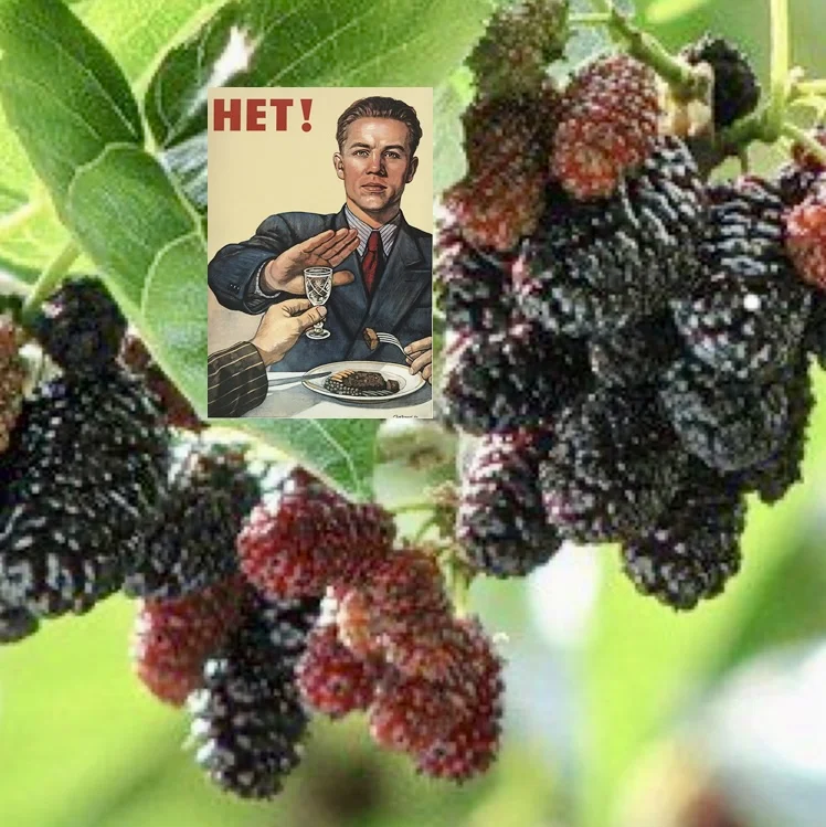 combined_image_hero_mulberry.webp