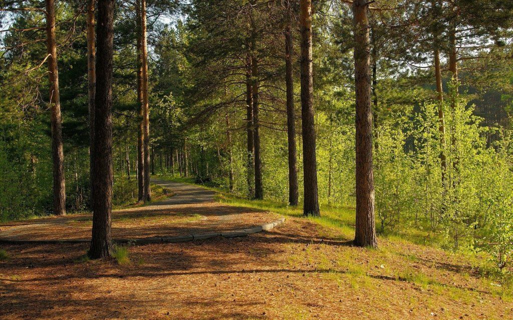 Coniferous%20Forest.jpg