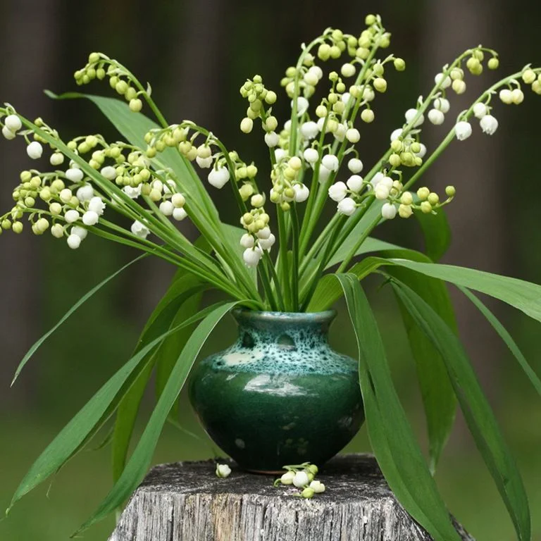 Convallaria.webp
