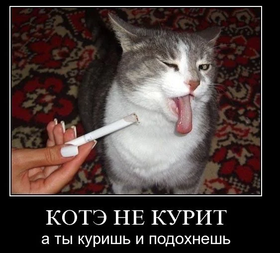 cote.webp