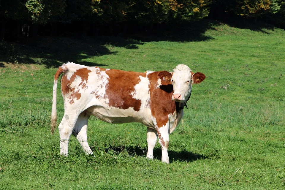 cow-3745207_960_720.webp