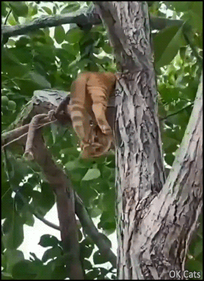 Crazy_Cat_GIF__Acrobat_cat_stuck_in_tree_with_head_upside_down_What_are_you_doing__ok-cats_com.gif