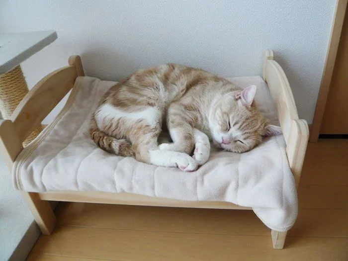 creative-and-cozy-cat-beds-12.webp