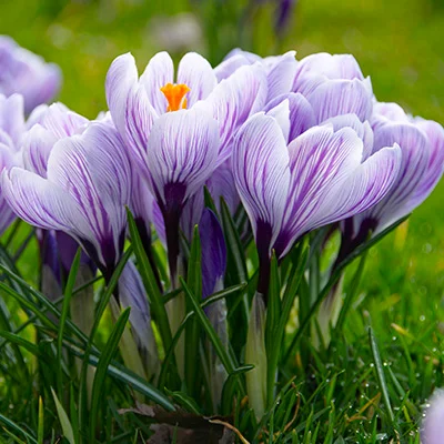 crocus1.webp