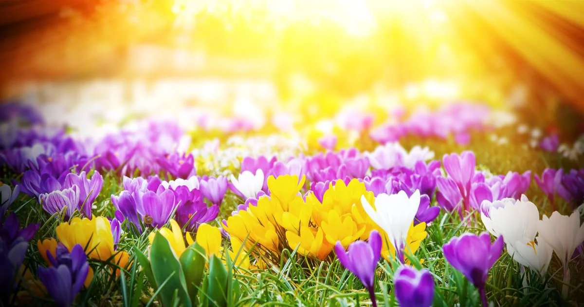 Crocuses-in-the-sun.webp