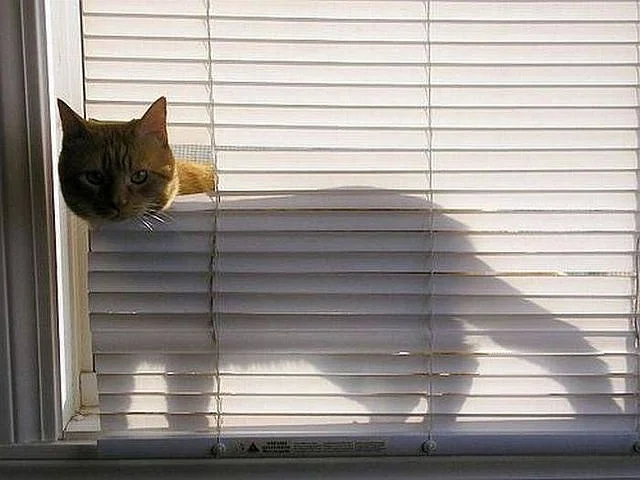 curious_cats_that_love_blinds.webp