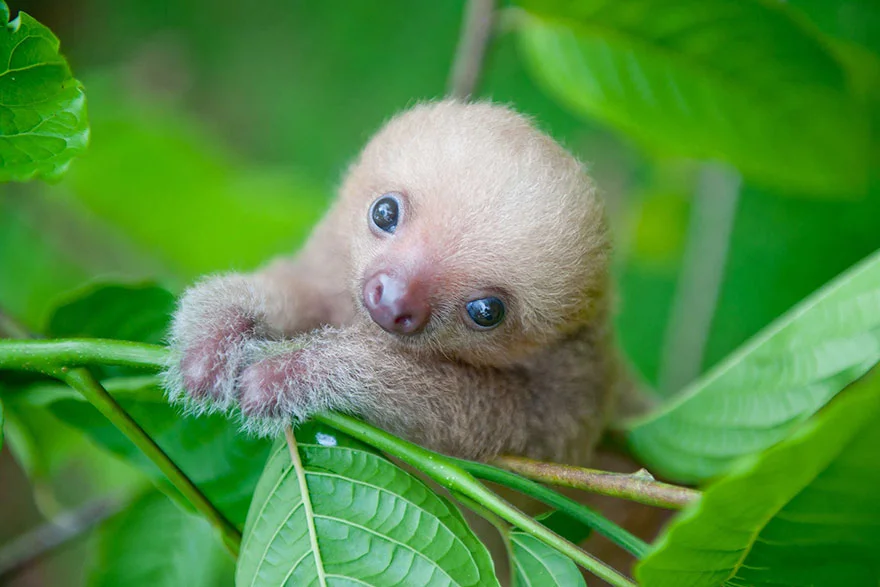 cute-baby-sloth-institute1.webp