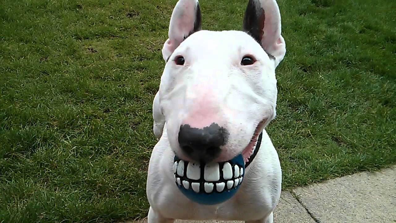 cute-bull-terrier-ball.jpg