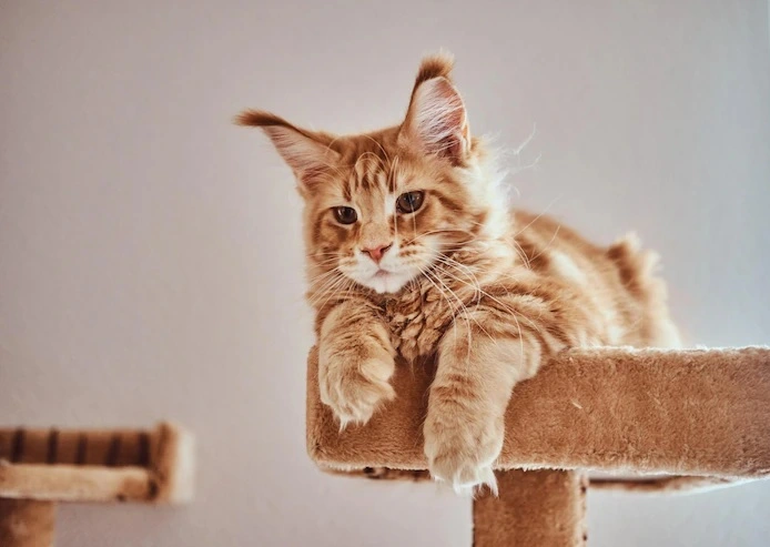 cute-ginger-maine-coon-kitten-is-lying-special-cat-s-furniture_613910-20322.webp