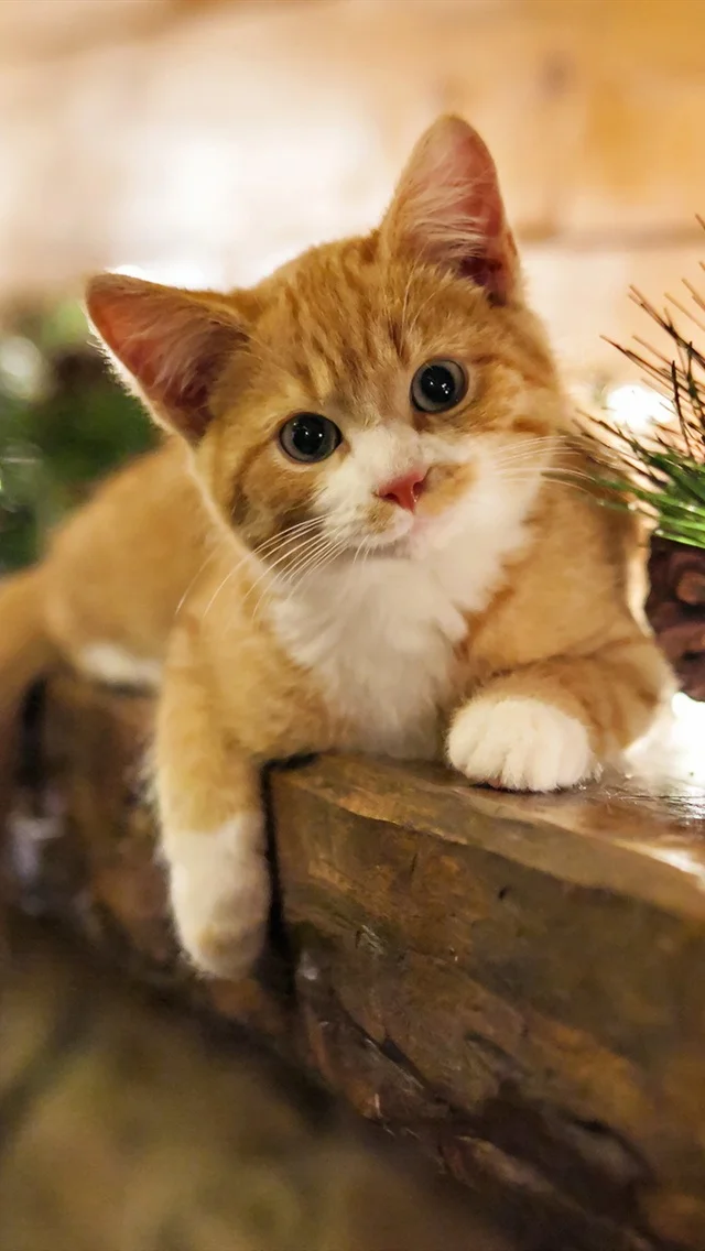 Cute-kitten-at-home-holidays_640x1136_iPhone_5_wallpaper.webp