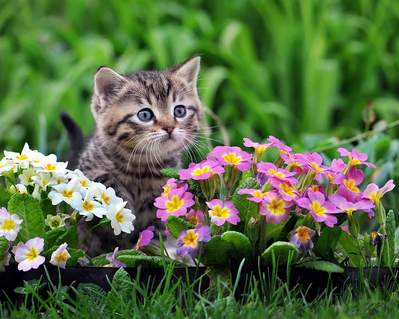 Cute-kitten-primula-pink-and-white-flowers_1280x1024.webp