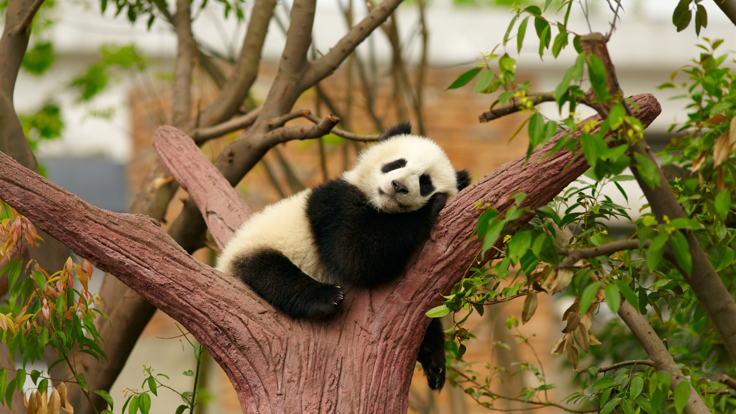 Cute-panda-bear-sleep-rest-tree-zoo_2560x1440.jpg